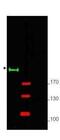GLI Family Zinc Finger 2 antibody, PA1-28838, Invitrogen Antibodies, Western Blot image 