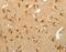 Selenoprotein M antibody, MBS2519911, MyBioSource, Immunohistochemistry frozen image 