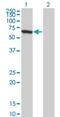 WD Repeat Domain 20 antibody, H00091833-M01, Novus Biologicals, Western Blot image 