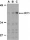Interferon Regulatory Factor 3 antibody, NBP1-76597, Novus Biologicals, Western Blot image 