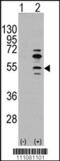 Myocyte Enhancer Factor 2C antibody, 62-221, ProSci, Western Blot image 