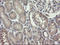 Chimerin 1 antibody, LS-C174129, Lifespan Biosciences, Immunohistochemistry paraffin image 