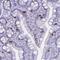 Integral membrane protein GPR137 antibody, HPA062871, Atlas Antibodies, Immunohistochemistry paraffin image 