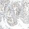 Mediator Complex Subunit 20 antibody, NBP1-84140, Novus Biologicals, Immunohistochemistry paraffin image 