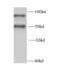 Heterogeneous Nuclear Ribonucleoprotein R antibody, FNab03957, FineTest, Western Blot image 