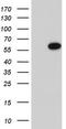 MAPK Activated Protein Kinase 5 antibody, CF804529, Origene, Western Blot image 