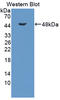 Dipeptidase 1 antibody, LS-C372973, Lifespan Biosciences, Western Blot image 