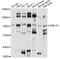 Zwilch Kinetochore Protein antibody, LS-C749623, Lifespan Biosciences, Western Blot image 
