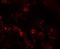 Transmembrane 4 L6 family member 1 antibody, NBP1-76549, Novus Biologicals, Immunocytochemistry image 