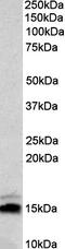 Neurogranin antibody, orb20360, Biorbyt, Western Blot image 