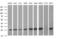 Cytidine/Uridine Monophosphate Kinase 1 antibody, MA5-26124, Invitrogen Antibodies, Western Blot image 