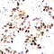Myocyte Enhancer Factor 2A antibody, LS-C368429, Lifespan Biosciences, Immunohistochemistry paraffin image 