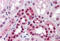 ELAV Like RNA Binding Protein 1 antibody, MBS246473, MyBioSource, Immunohistochemistry frozen image 