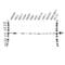 Tubulin Alpha 4a antibody, VPA00231, Bio-Rad (formerly AbD Serotec) , Western Blot image 