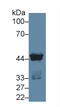 Casein Kinase 1 Alpha 1 antibody, LS-C707970, Lifespan Biosciences, Western Blot image 