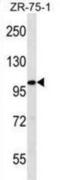 Filamin A Interacting Protein 1 Like antibody, abx030064, Abbexa, Western Blot image 