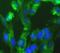 Mitogen-Activated Protein Kinase Kinase 4 antibody, FNab10073, FineTest, Immunofluorescence image 