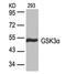 Glycogen Synthase Kinase 3 Alpha antibody, 79-258, ProSci, Western Blot image 