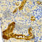 Parvalbumin antibody, A2791, ABclonal Technology, Immunohistochemistry paraffin image 