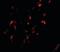 Breast Carcinoma Amplified Sequence 1 antibody, orb89858, Biorbyt, Immunofluorescence image 
