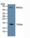 Microsomal Glutathione S-Transferase 1 antibody, LS-C314565, Lifespan Biosciences, Western Blot image 