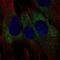 Transmembrane Protein 45A antibody, NBP2-49355, Novus Biologicals, Immunocytochemistry image 