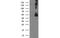 Coronin 1A antibody, MBS830281, MyBioSource, Western Blot image 