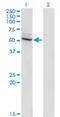 Cytochrome P450 Family 26 Subfamily B Member 1 antibody, H00056603-M02, Novus Biologicals, Western Blot image 