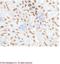 hAPN antibody, 50001-RP02, Sino Biological, Immunohistochemistry paraffin image 