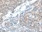 ADAMTS Like 1 antibody, LS-C404450, Lifespan Biosciences, Immunohistochemistry paraffin image 