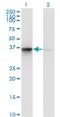 Translin Associated Factor X Interacting Protein 1 antibody, H00055815-M02, Novus Biologicals, Western Blot image 