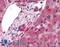 Complement C3 antibody, LS-B2545, Lifespan Biosciences, Immunohistochemistry frozen image 