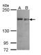 SEC31 Homolog A, COPII Coat Complex Component antibody, NBP1-31874, Novus Biologicals, Western Blot image 