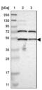 EF-Hand Calcium Binding Domain 14 antibody, NBP1-86098, Novus Biologicals, Western Blot image 