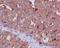 Cathepsin D antibody, M01361, Boster Biological Technology, Immunohistochemistry frozen image 