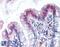 2'-5'-Oligoadenylate Synthetase 1 antibody, LS-B100, Lifespan Biosciences, Immunohistochemistry frozen image 