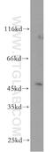 Chromosome 16 Open Reading Frame 70 antibody, 20602-1-AP, Proteintech Group, Western Blot image 