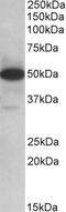 POU Class 2 Homeobox Associating Factor 1 antibody, 42-373, ProSci, Immunohistochemistry frozen image 