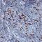 T Cell Immunoglobulin And Mucin Domain Containing 4 antibody, AF2929, R&D Systems, Immunohistochemistry paraffin image 