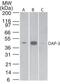 Death Associated Protein 3 antibody, MA1-41279, Invitrogen Antibodies, Western Blot image 