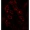 ARF6-Specific antibody, LS-C201193, Lifespan Biosciences, Immunofluorescence image 