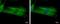 Myosin XIX antibody, PA5-31992, Invitrogen Antibodies, Immunofluorescence image 