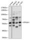 Butyrophilin Subfamily 3 Member A1 antibody, 13-557, ProSci, Western Blot image 