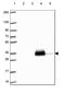 Apolipoprotein E antibody, HPA065539, Atlas Antibodies, Western Blot image 