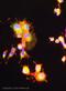Tyrosine 3-Monooxygenase/Tryptophan 5-Monooxygenase Activation Protein Beta antibody, ab9063, Abcam, Immunofluorescence image 