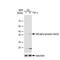 NFKB Inhibitor Alpha antibody, GTX00967, GeneTex, Western Blot image 