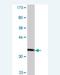 Damage Specific DNA Binding Protein 2 antibody, H00001643-M01, Novus Biologicals, Western Blot image 