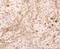 Progesterone Immunomodulatory Binding Factor 1 antibody, 7237, ProSci, Immunohistochemistry frozen image 