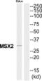 Msh Homeobox 2 antibody, abx014536, Abbexa, Western Blot image 