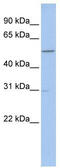 G Protein Subunit Alpha L antibody, TA335039, Origene, Western Blot image 